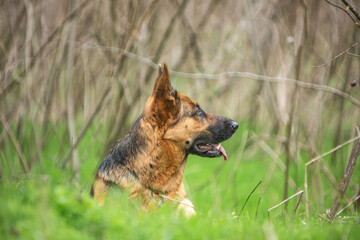 German Shepherd in the spring in the grass