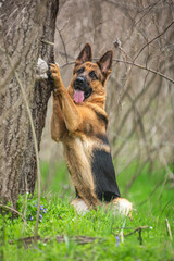 German Shepherd in the spring in the grass