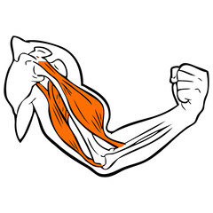 biceps and triceps hand vector illustration