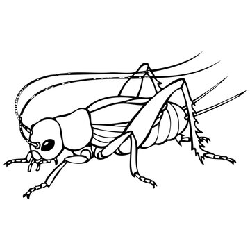cricket sketch vector illustration