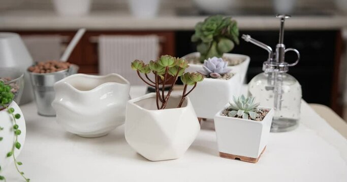 Echeveria, Aeonium and Senecio Rowley house potted Plants on a table indoors