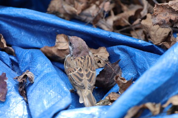 a sparrow on a blue tent