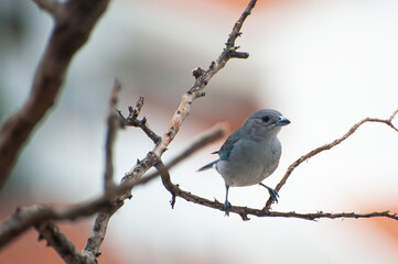 A Sayaca Tanager perched on a branch on an apartment balcony in the middle of the city