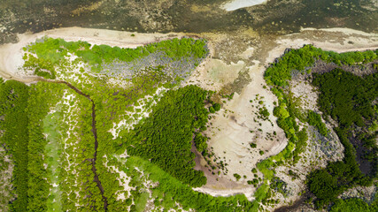 Mangroves on a tropical island. Mangrove landscape. Bantayan island, Philippines.