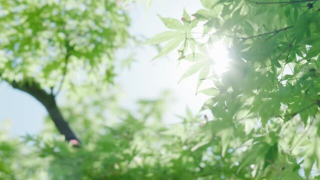 晴れの日　風に揺れ太陽からの木漏れ日がさわやかにキラキラ輝く新緑の楓の葉 ProRes422 59.94p