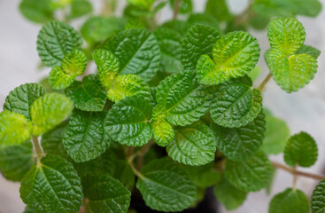 Close-up of fresh spearmint leaves. Organic fresh herbs and vegetables are used as an ingredient in cooking to add flavor spicy and aroma to food.