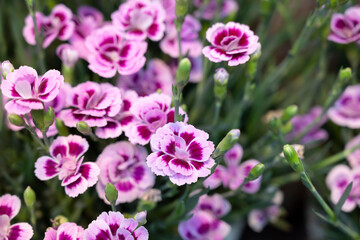 Selective focus of Pink Dianthus chinensis flower bouquet in the garden with natural soft light.