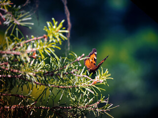 butterfly on a tree