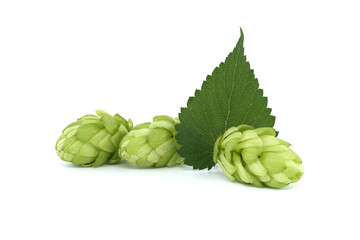 Fototapeta premium Hop cones with leaf over a white background