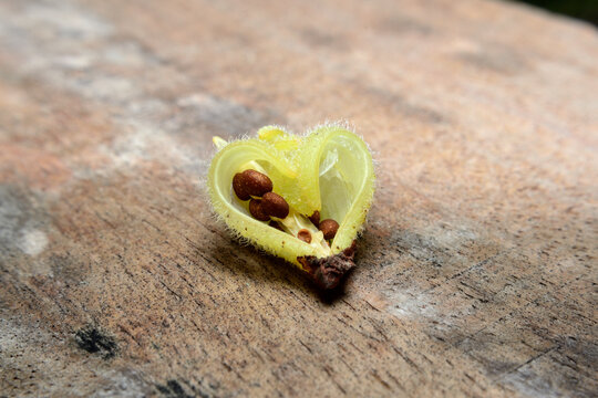 Impatiens balsamina L, flowers with seeds