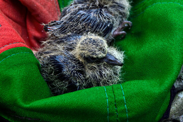 Two young turtledoves that can't fly yet