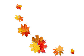 Autumn Transparent Background with Orange Leaves | Maple Leaves