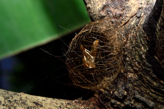 A unique cocoon with a golden-colored net wrapped around it