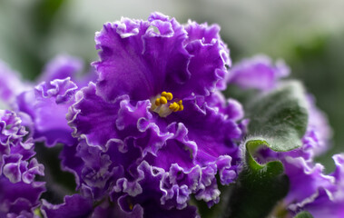 Blooming violets close-up. Beautiful flowers.