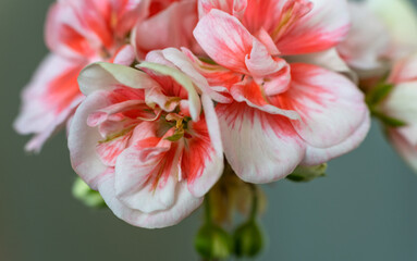 Fototapeta na wymiar Blooming geranium close-up. Beautiful flowers.