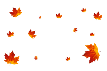Autumn Transparent Background with Orange and Red Leaves | Maple Leaves