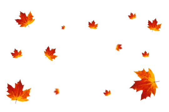 Autumn Transparent Background with Orange and Red Leaves | Maple Leaves