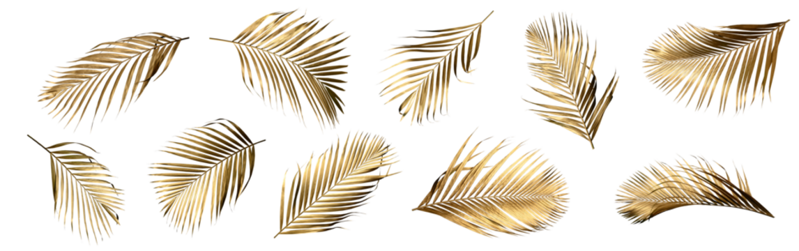 Golden palm leaf PNG on transparent background Abstract monstera leaf decoration design, PNG