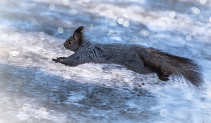 squirrel running in the snow