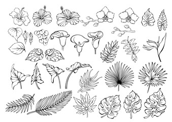 Tropical flowers and leaves set. Exotic jungle plants. Vector illustrations.