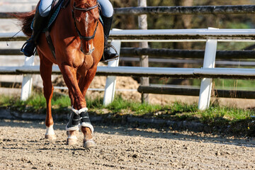 Horse quarter horse with rider on the riding arena in a dressage lesson..