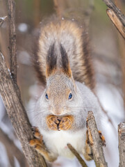 The squirrel with nut sits on tree in the winter or late autumn