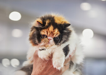Tricolor Persian cat in the hands of the owner