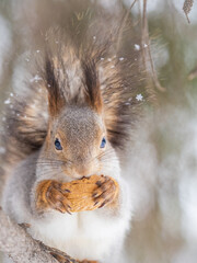 Fototapeta premium The squirrel with nut sits on tree in the winter or late autumn
