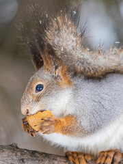 The squirrel with nut sits on tree in the winter or late autumn. Portrait of the squirrel close-up