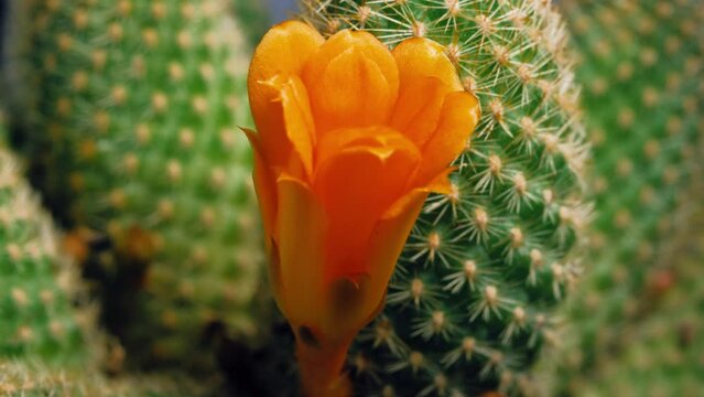 Beautiful cactus flower blooming time lapse isolated on black background.