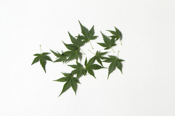 Fresh Green Maple isolated white background.