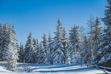 Alpine mountains landscape with white snow and blue sky. Sunset winter in nature. Frosty trees under warm sunlight.  Hiking winter to kralova hola, low tatras slovakia landscape © Zedspider