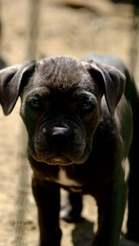Close up footage of a puppy cane corso breed