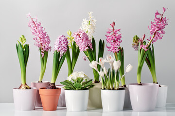 Several pink hyacinth flower plants potted at home garden on wooden table. Flowerhead in bloom. Spring morning at home. Mothers Day birthday Easter banner. Thank you. Crocus primrose