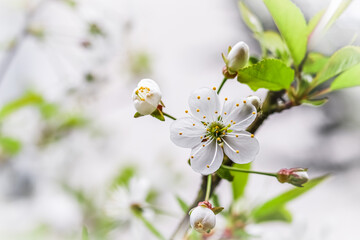 Beautiful white plum flower in the spring garden