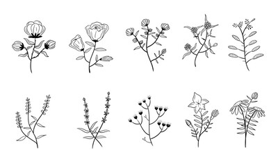 vector set of botanical leaf doodle wildflower line art isolate on white background	
