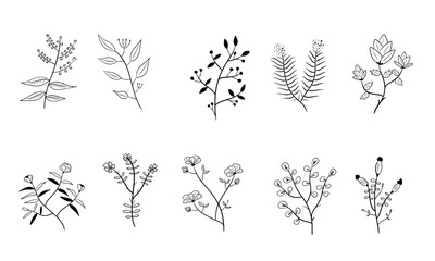 vector set of botanical leaf doodle wildflower line art isolate on white background	
