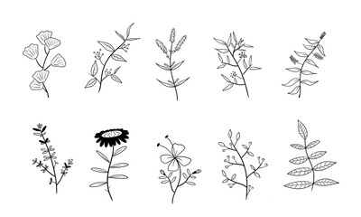 vector set of botanical leaf doodle wildflower line art isolate on white background	
