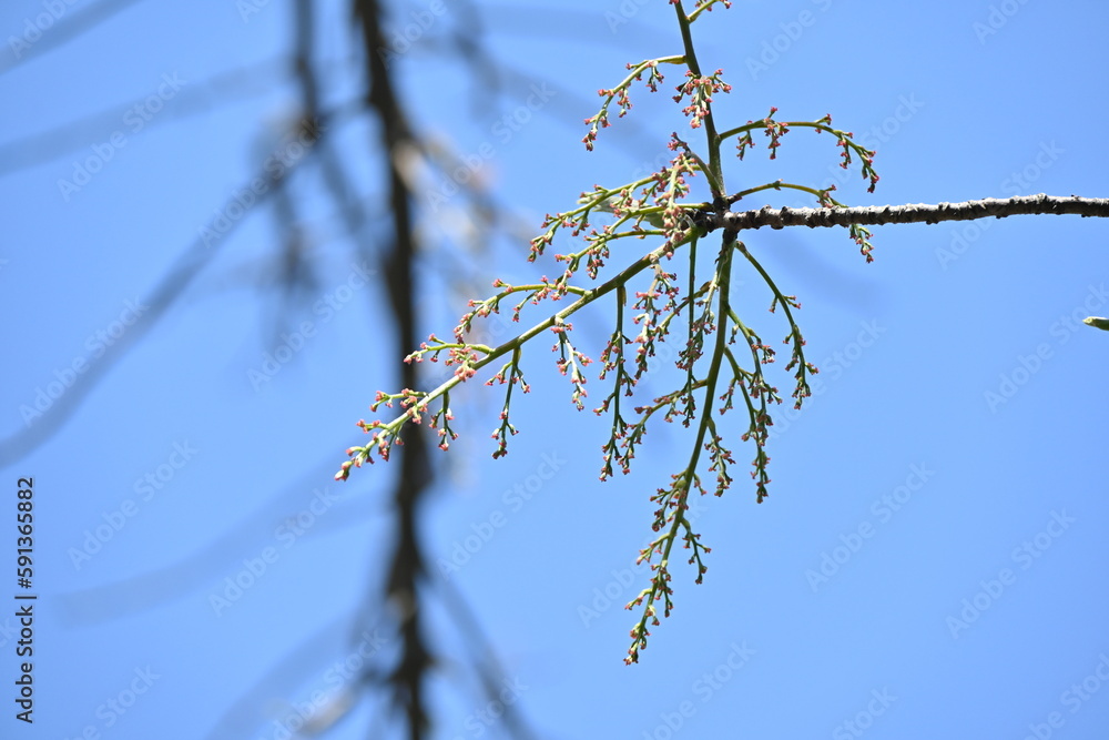 Canvas Prints Chinese pistache ( Pistacia chinensis ) tree. Anacardiaceae deciduous dioecious tree native to China. The young leaves are edible and turn red beautifully in autumn.