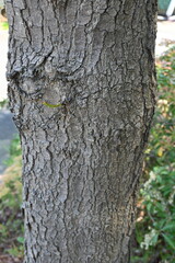 Chinese pistache ( Pistacia chinensis ) tree. Anacardiaceae deciduous dioecious tree native to China. The young leaves are edible and turn red beautifully in autumn.