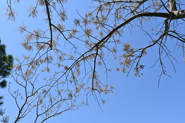 Chinese pistache ( Pistacia chinensis ) tree. Anacardiaceae deciduous dioecious tree native to China. The young leaves are edible and turn red beautifully in autumn.
