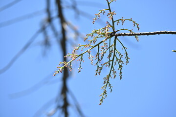 Chinese pistache ( Pistacia chinensis ) tree. Anacardiaceae deciduous dioecious tree native to China. The young leaves are edible and turn red beautifully in autumn.