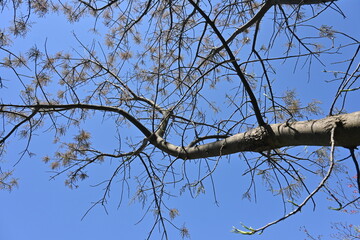 Chinese pistache ( Pistacia chinensis ) tree. Anacardiaceae deciduous dioecious tree native to China. The young leaves are edible and turn red beautifully in autumn.