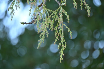 Chinese pistache ( Pistacia chinensis ) tree. Anacardiaceae deciduous dioecious tree native to China. The young leaves are edible and turn red beautifully in autumn.