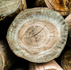 Beautiful texture of tree logs.