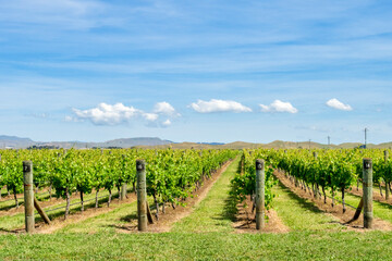 Vineyard in Hawke's Bay, New Zealand