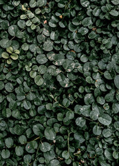 Small leaves of grass.