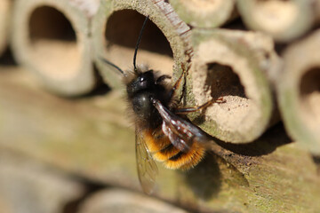 Osmie cornue (Osmia cornuta)