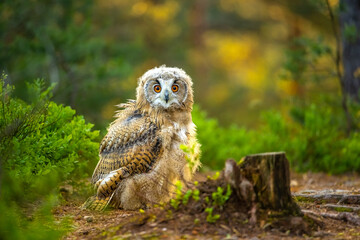 Young Siberian eagle owl (Bubo bubo sibiricus) in a pine forest at sunrise.
