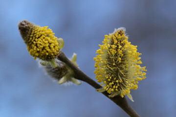 Saule marsault (Salix caprea)